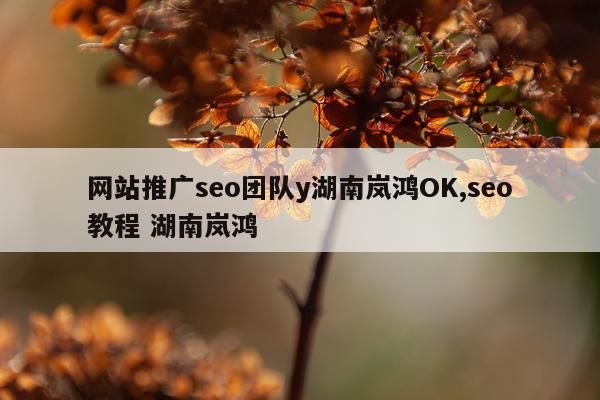 网站推广seo团队y湖南岚鸿OK,seo教程 湖南岚鸿