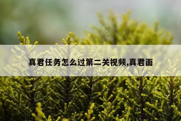 真君任务怎么过第二关视频,真君面